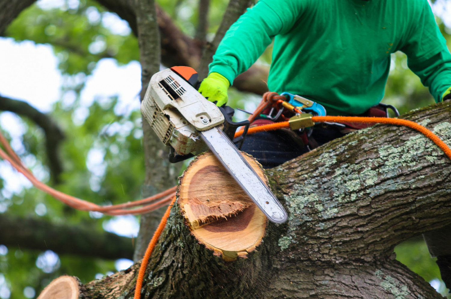 Transform Your Tree Services Today